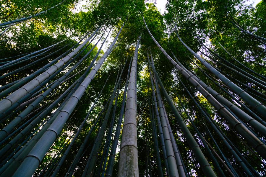 Looking up at long stalks of bamboo.