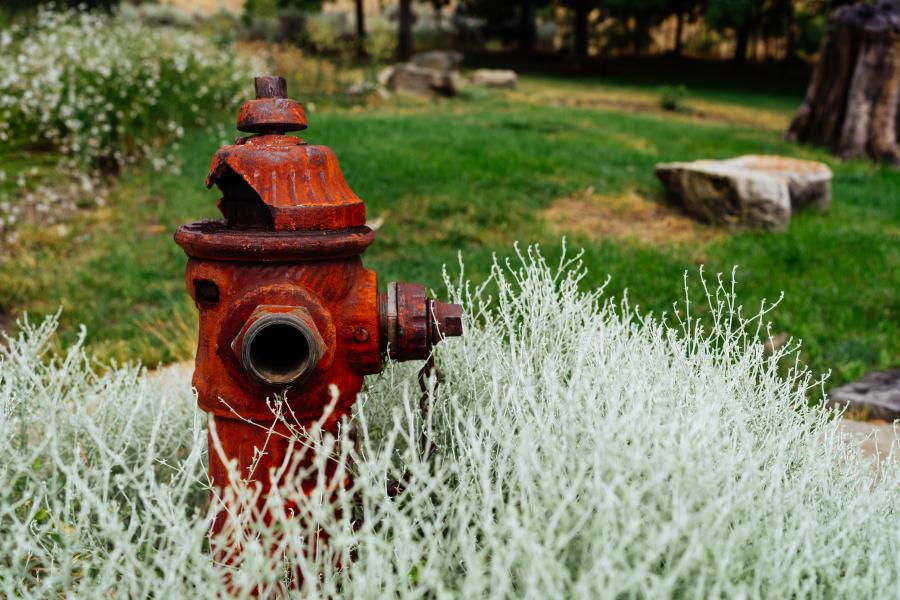A broken red fire hydrant stands amidst white/silver brush. The fire hydrant's top has a large hole in it, and the cap on the front is missing. Behind the fire hydrant are other shrubs, grass, a few rocks, and the trunk of a tree.